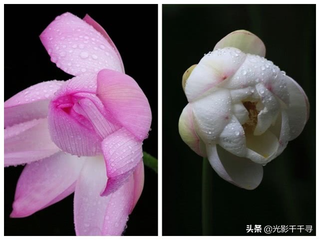 这10个荷花摄影技巧各个好用,摄影爱好者分享荷花拍摄小技巧