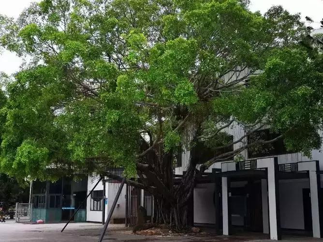 育才中学最后的冲刺,育才中学2019年小升初