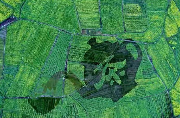 黄山踏青油菜花图片,黄山油菜花景观进入最佳观赏期