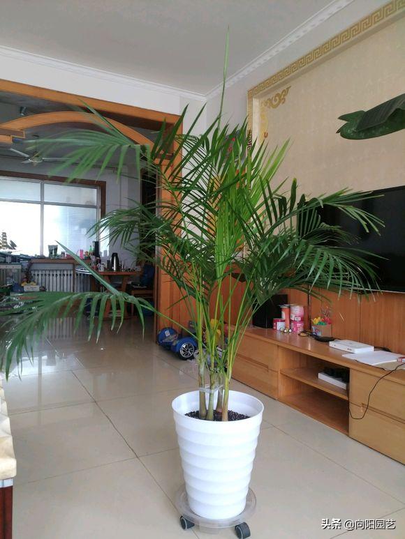 新房装修去除甲醛养什么植物,新装修房子放什么植物除甲醛好