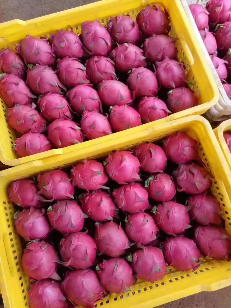 江阴附近生态园葡萄采摘,江阴申港采摘园