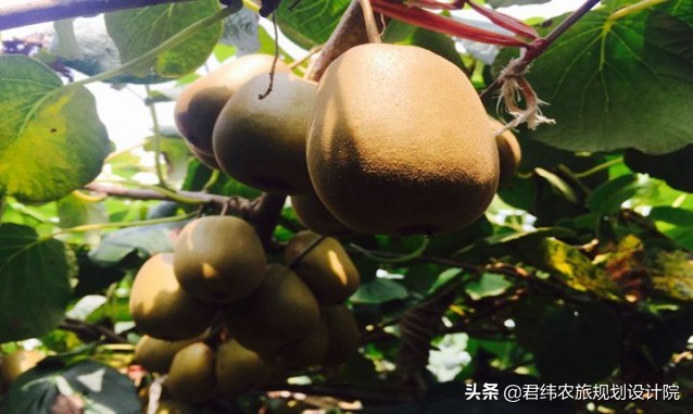 德安老山湾生态庄园一日游,江西山谷春果桑园生态旅游山庄