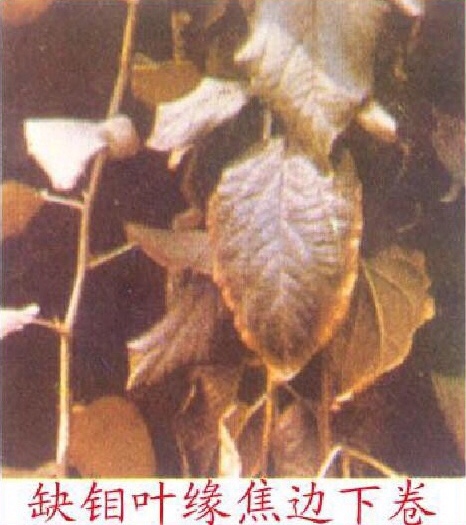 edta螯合微量元素对植物的影响,edta螯合微量元素使用禁忌