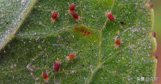 一招解决红蜘蛛,红蜘蛛怎么样有效简单彻底消除