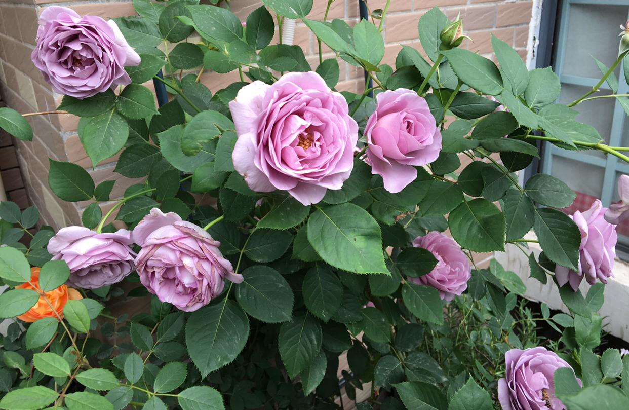 盆栽月季花,4个最简单“方法”,花量多一倍,花期长,花香浓郁