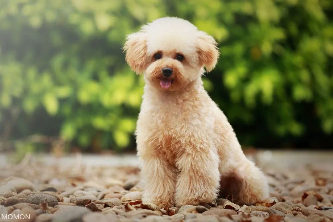 这9种狗狗最适合女人养了,最适合新手养的三种狗狗