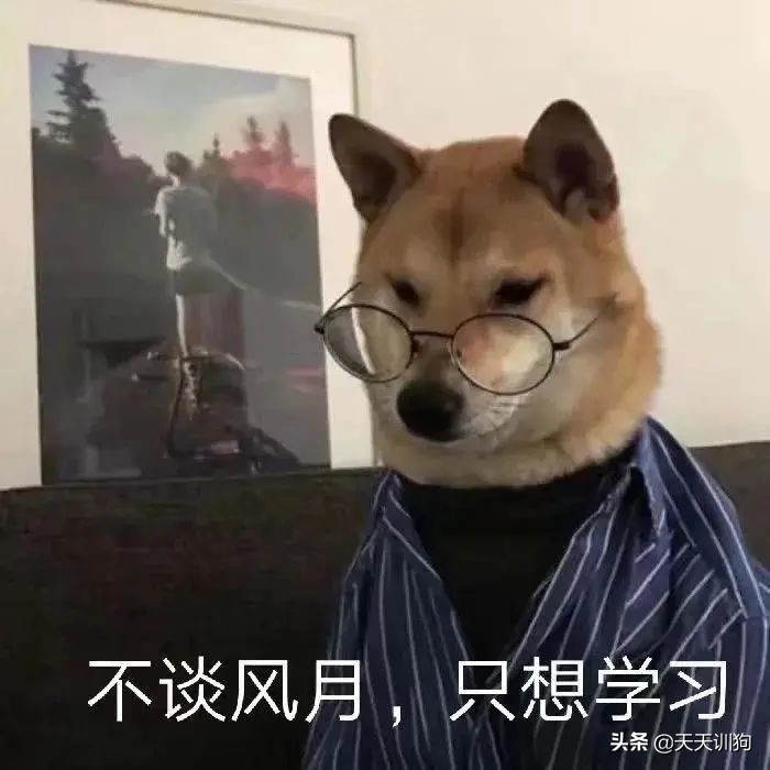 狗子一直咔咔咳和打喷嚏,换季期的狗子一直咳