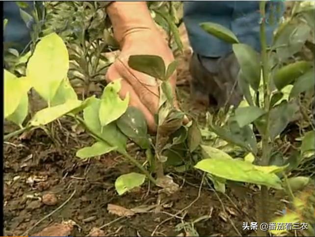 柠檬高产管理技术视频,广东香水柠檬高产种植技术