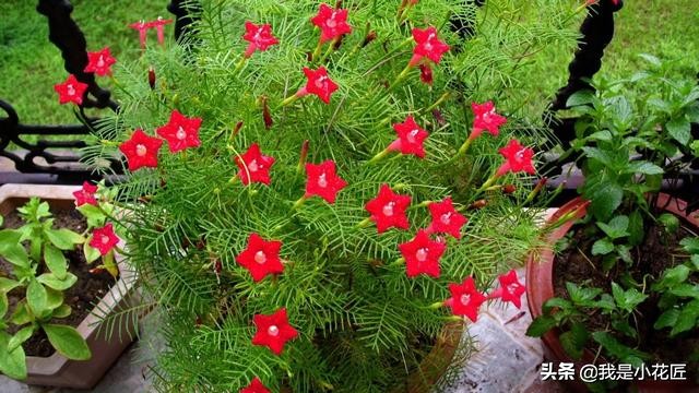 适合阳台种植的爬藤植物都有哪些,家庭阳台种什么爬藤植物比较好