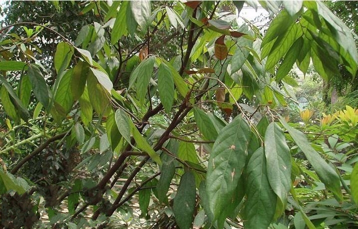 中华人民共和国野生植物保护名录,濒危保护植物名录药用植物多少种