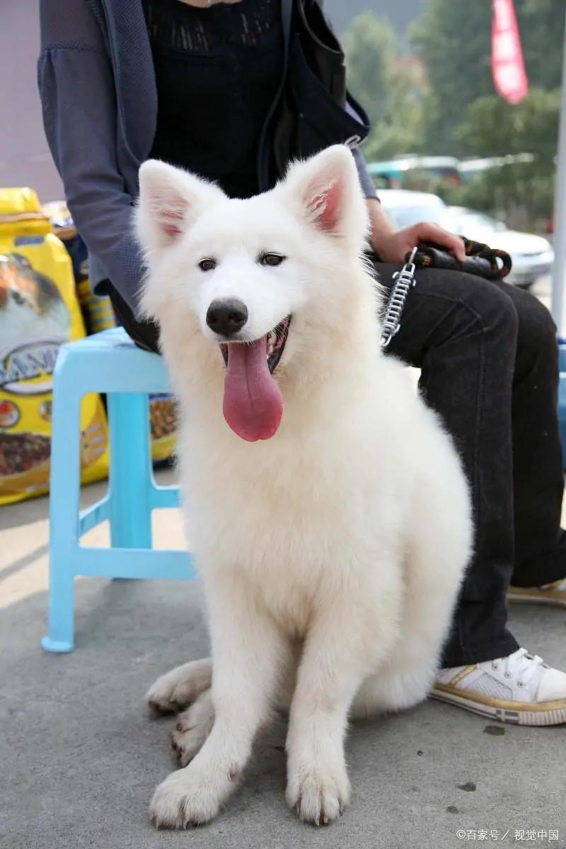 关于萨摩耶你不知道的冷知识