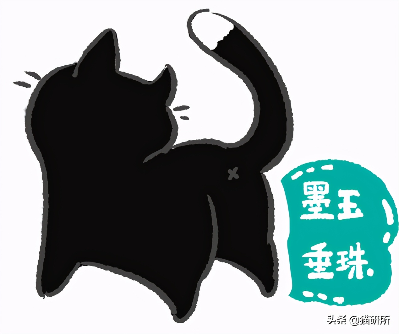 古代人如何称呼不同毛色的猫咪？