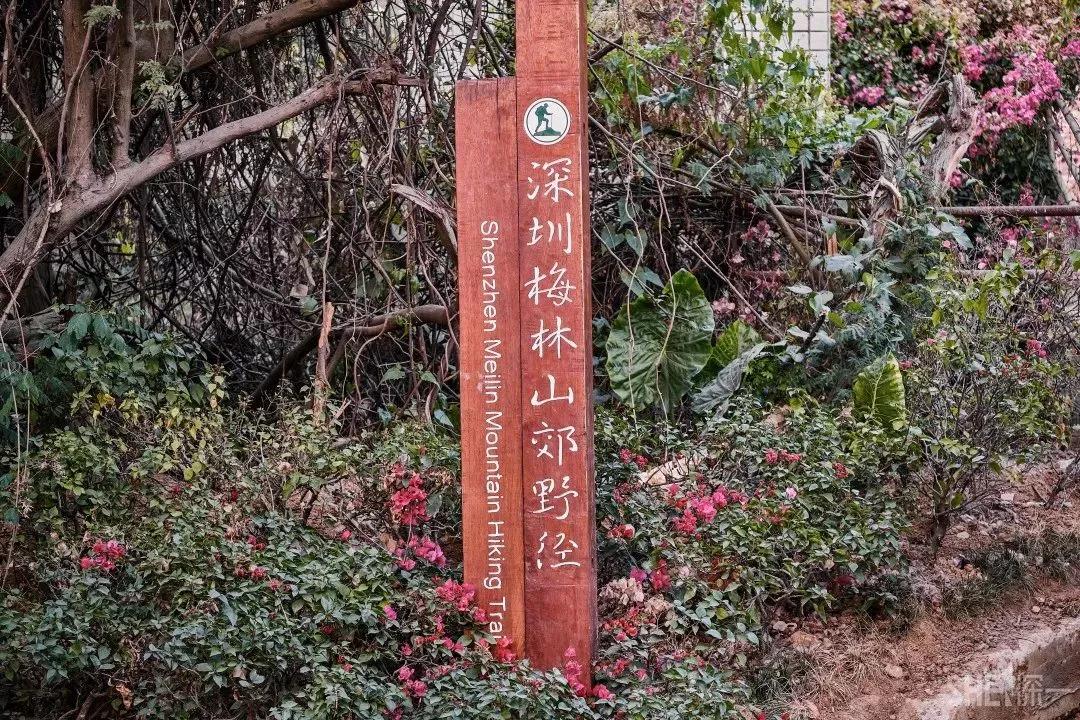 深圳首条手作“原始登山道”,人少好爬景色超美…过年去哪不用愁