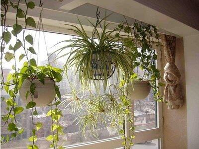 金边吊兰的养殖方法,绿萝的养殖方法