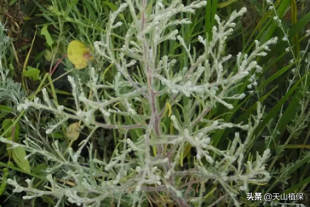 荒漠发现的生物,新疆戈壁滩常见低矮植物