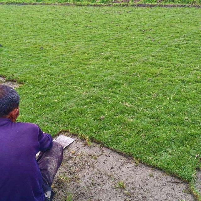 绿化草坪种植方法视频大全,绿化草坪的种植方法