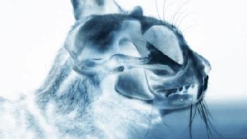 猫咪费洛蒙是真的有用，还是铲屎官的心理安慰剂？