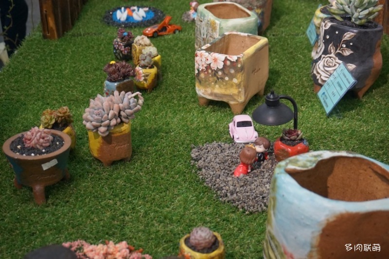 多肉欣赏桃美人,多肉植物欣赏