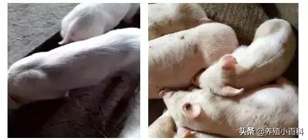 仔猪吃奶拉稀母猪怎么治疗,母猪流行性腹泻生的小猪怎么办