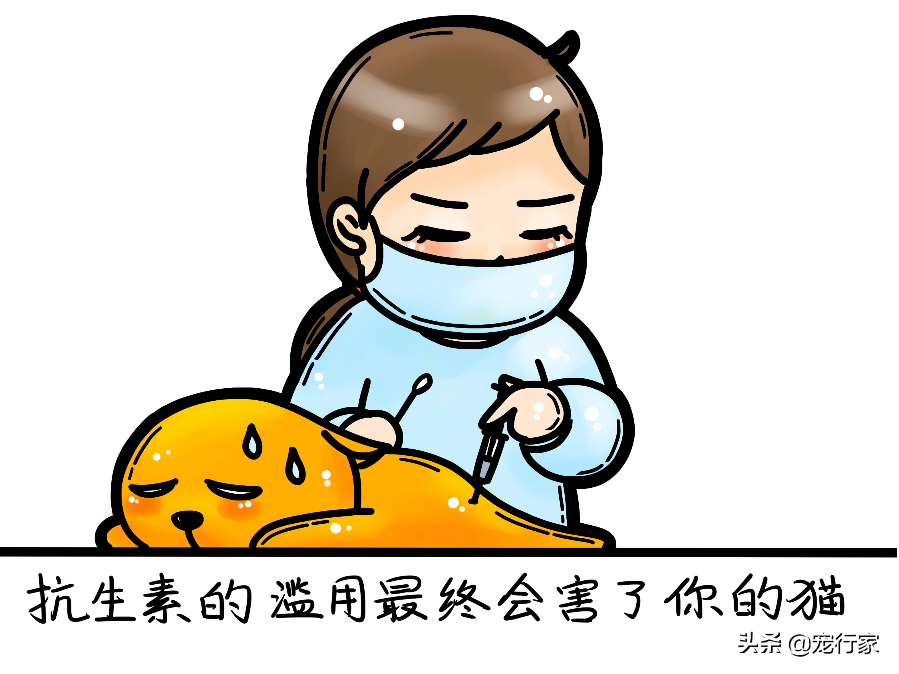 含水量多的食物可以帮猫咪预防膀胱炎！减少猫咪痛苦，节省医药费