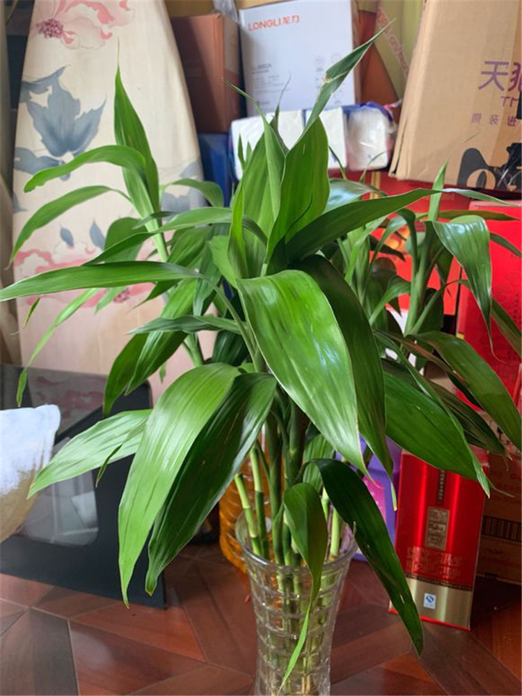 富贵竹为什么根部老是腐烂,富贵竹根部腐烂怎么解决