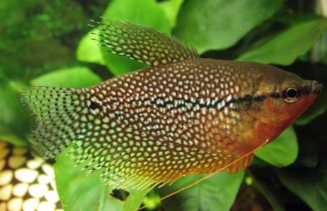 买观赏鱼最好买哪个鱼,买观赏鱼应该注意什么