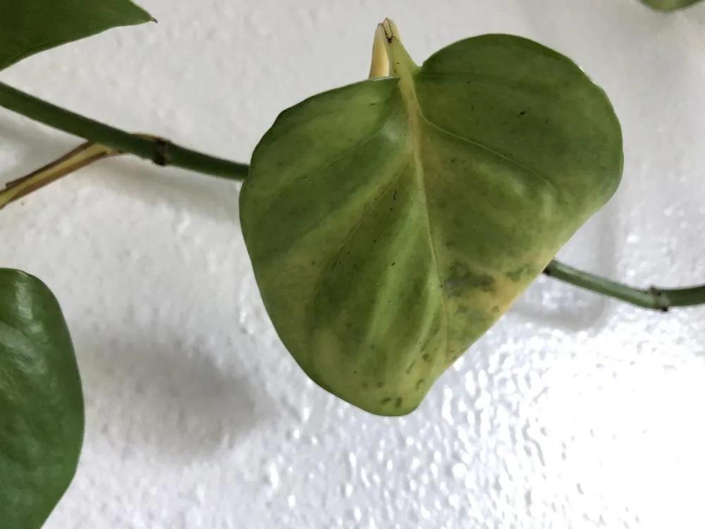 绿萝刚长出来的叶子卷曲怎么回事,水培绿萝的叶子为什么卷曲不舒展