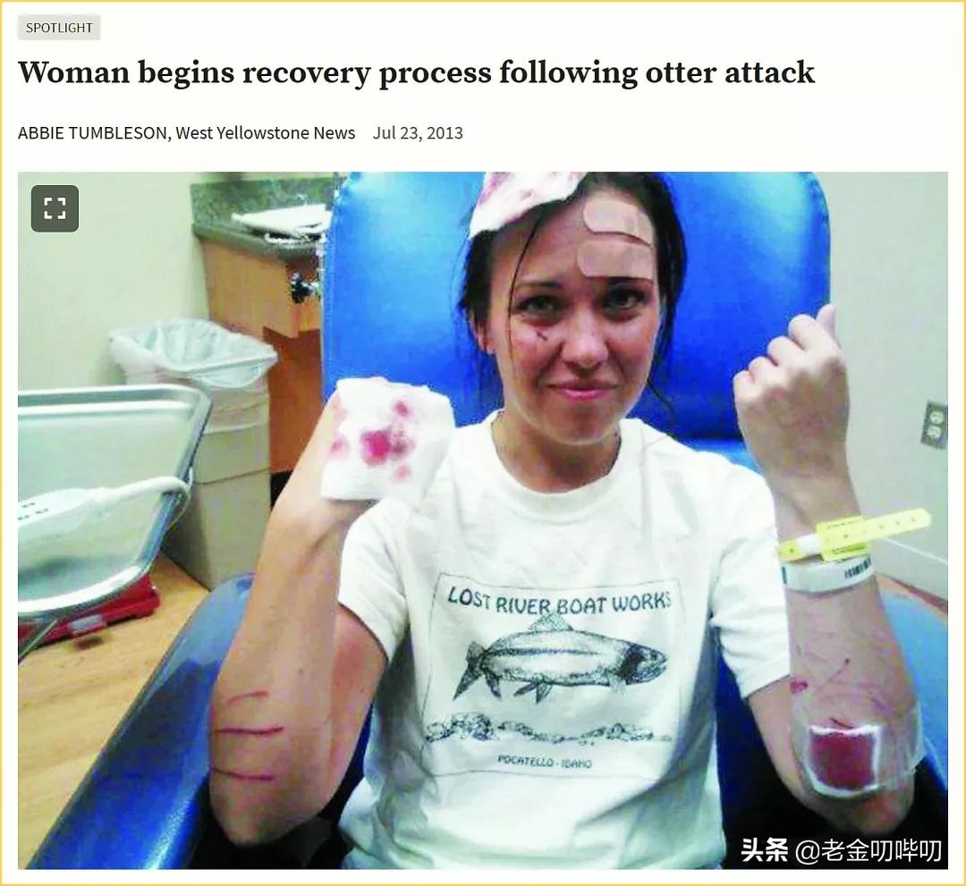 水獭与平头哥是同科吗,水獭动物界的平头哥