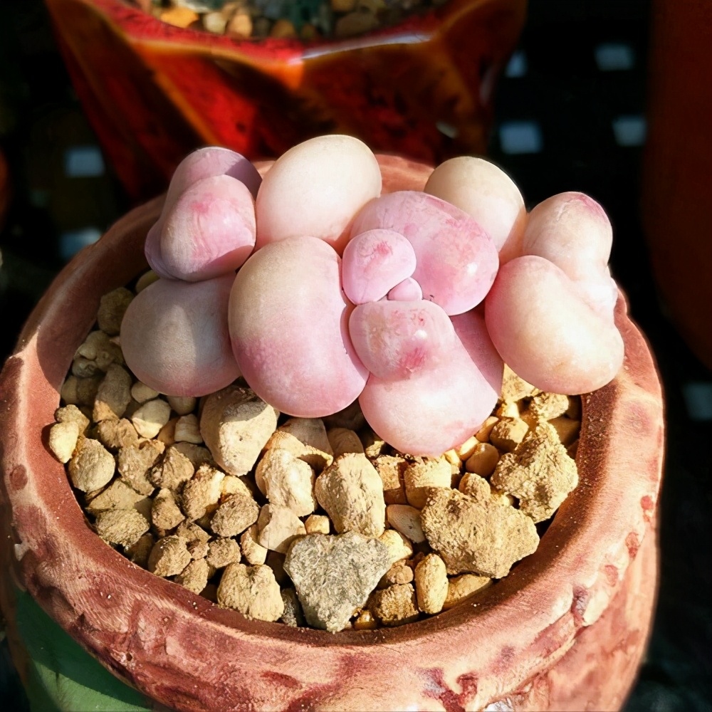 多肉容易养成老桩都有哪些品种,多肉老桩欣赏最新