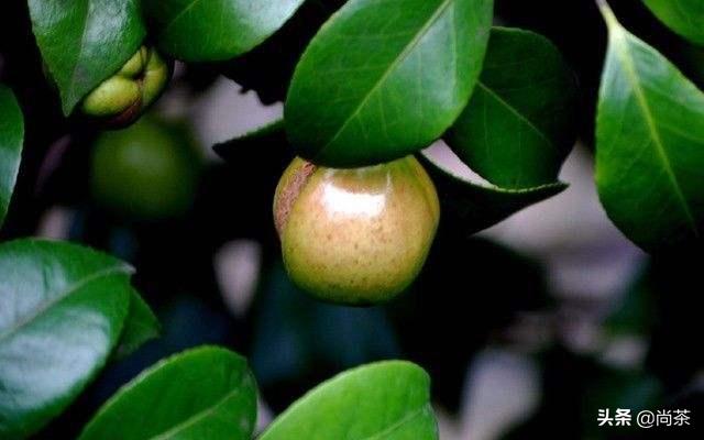 诚壹科普：山茶花树，茶叶树，茶油树傻傻分不清楚？关注我不迷路