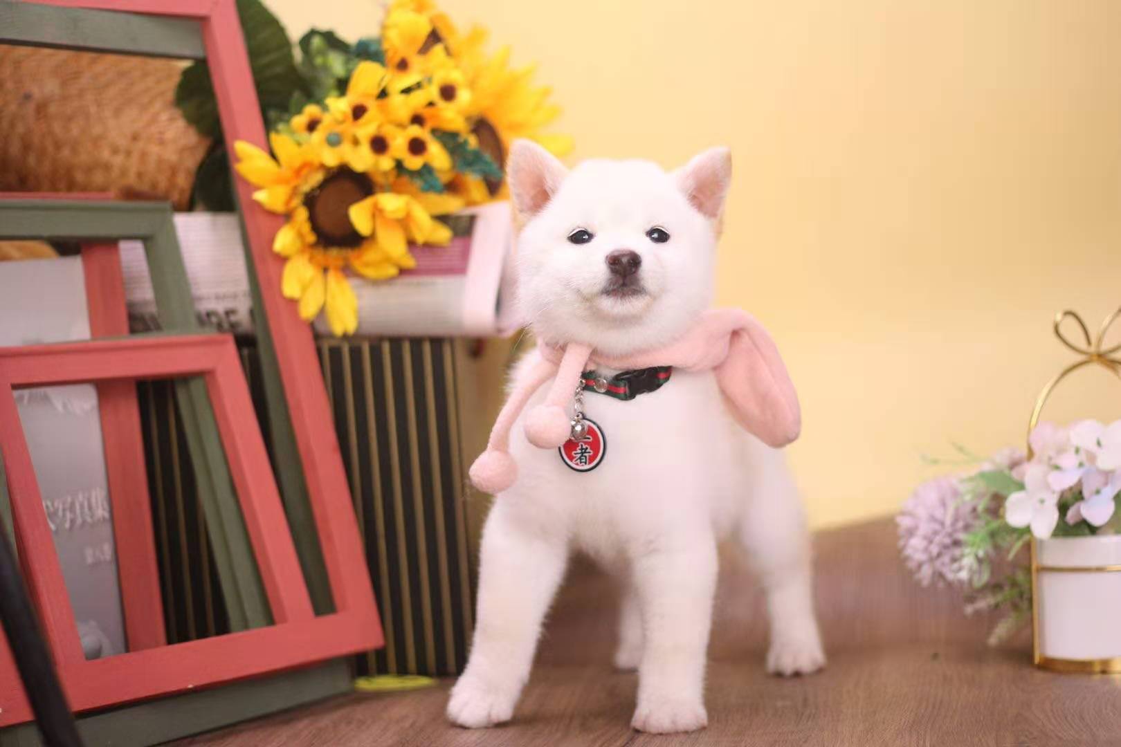 柴犬法斗柯基,法斗犬好还是柯基犬好