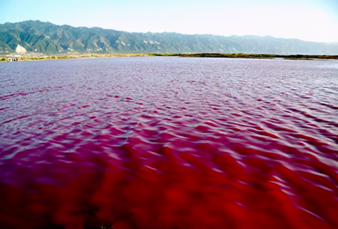 这种贝比眼镜蛇毒强80倍,海员食用后中毒身亡,为何还常被人吃