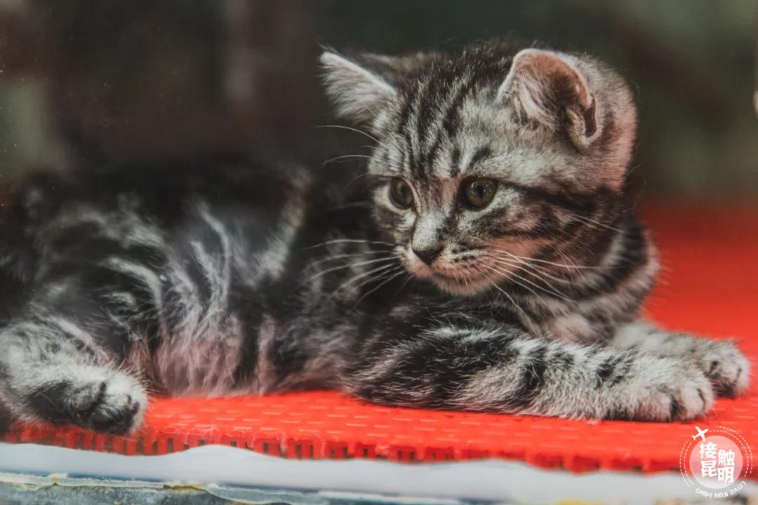 逛逛园博花鸟市场,园博花鸟市场攻略