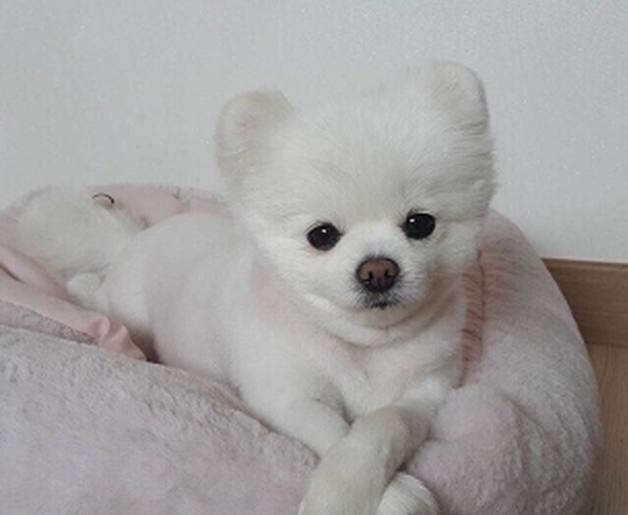 博美得了真菌皮肤病吃什么药,博美狗皮肤病用什么药