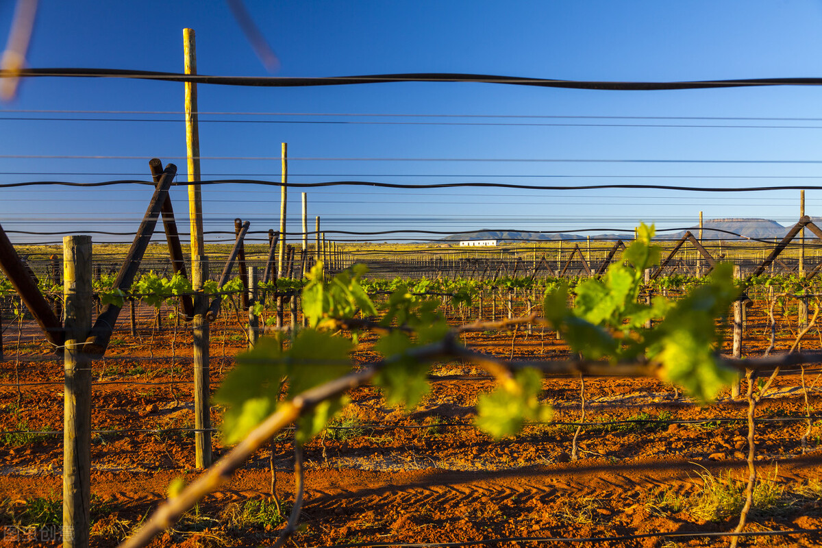 甜型葡萄酒是加了糖的吗,葡萄酒是酸酸甜甜的吗