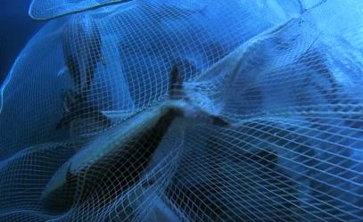 富二代晒骨皮包的残忍真相,人骨皮包的真相