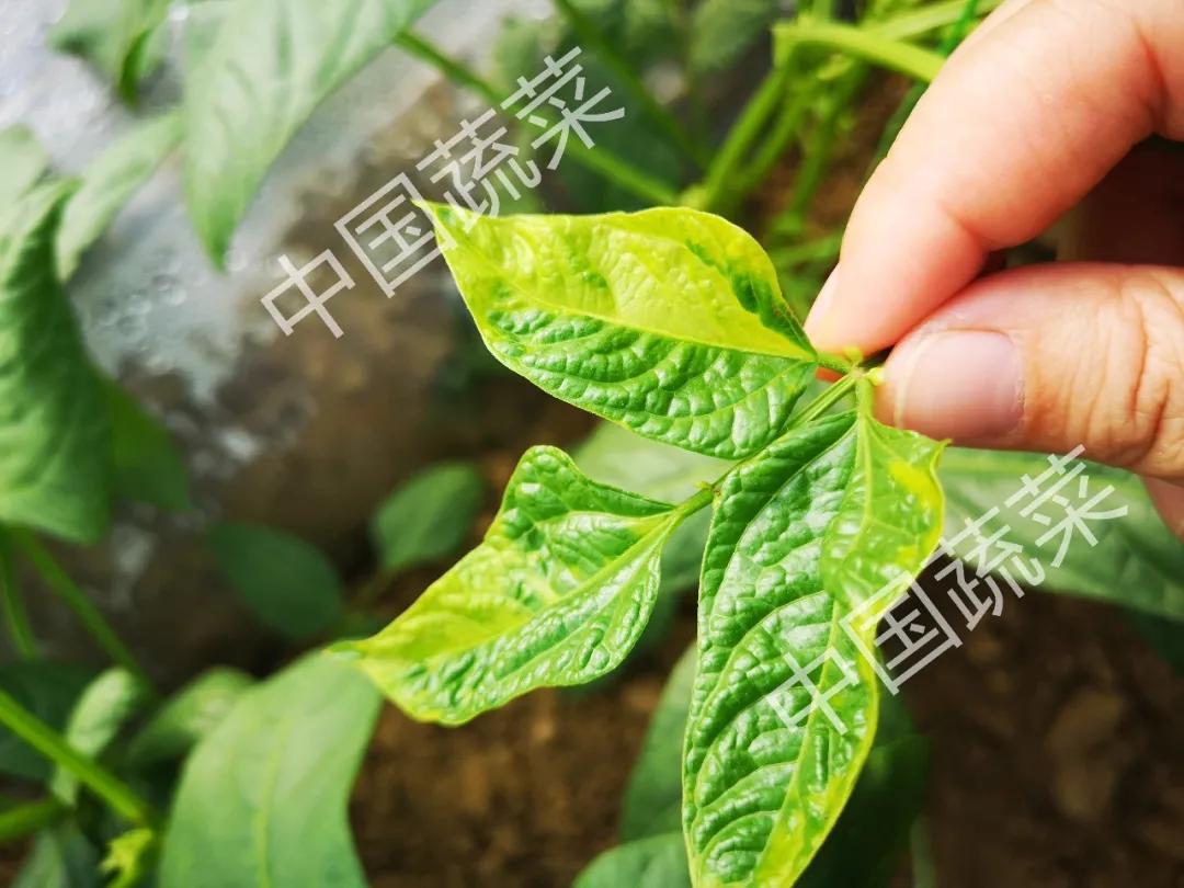 豇豆刚发芽遇上低温怎样预防,豇豆防霜冻最快的方法