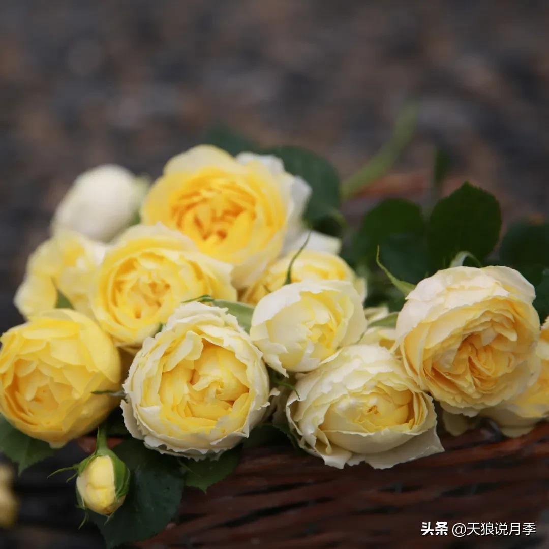 520你最想收到什么玫瑰,520这样的玫瑰你们喜欢吗