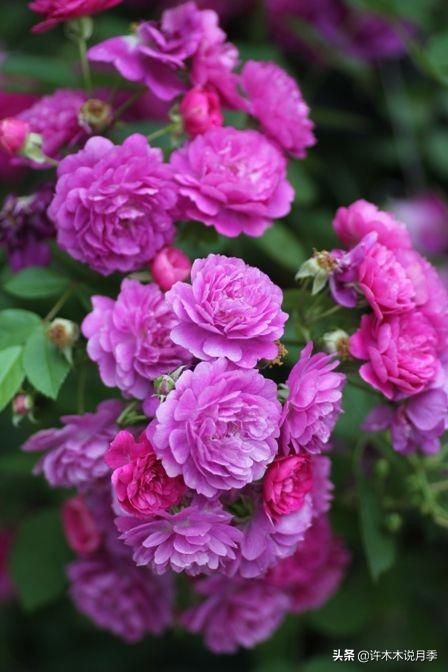 十大浓香切花月季,好看好养的月季品种推荐