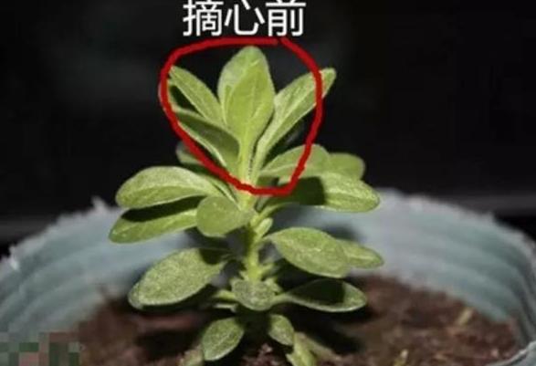 植物修剪的方法和技术要点,长寿花怎么修剪株型好看图片