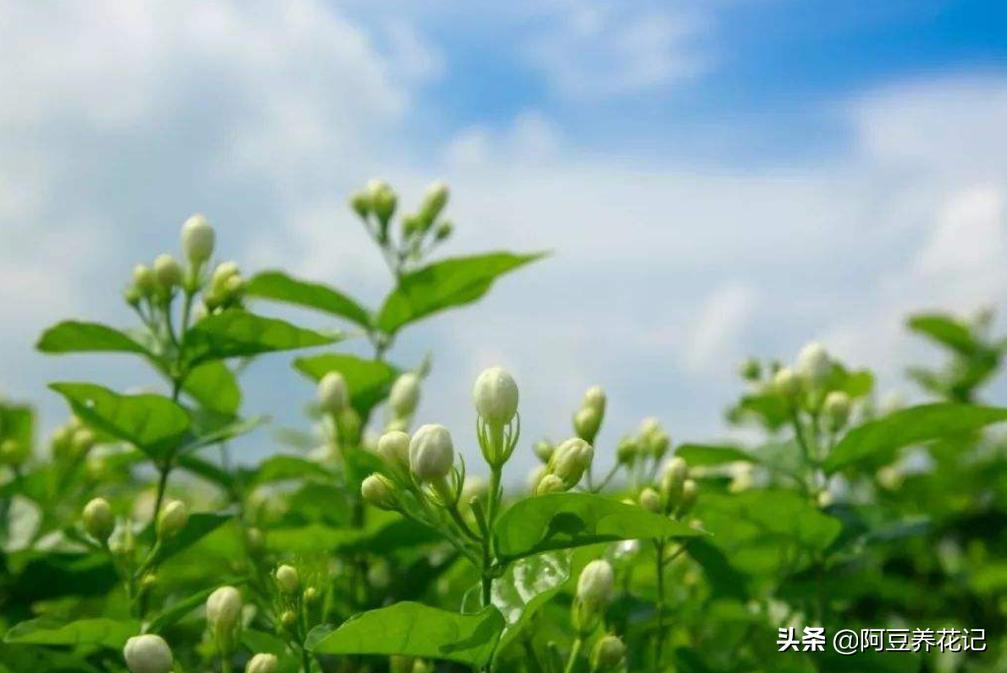 木樨科的花花“真乖”,一朵朵开花不断,越来越爱