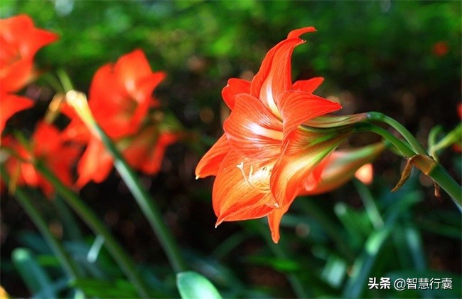家里装饰空气清新,装饰家里又净化空气