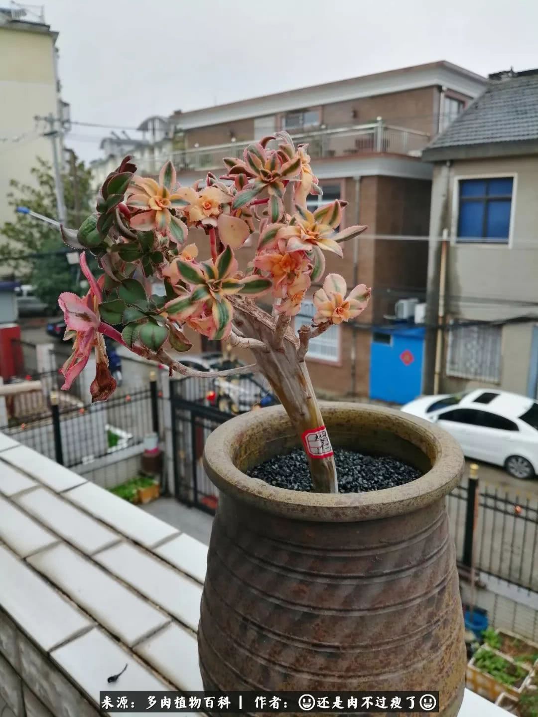 日照弘一法师,日照法师请师父