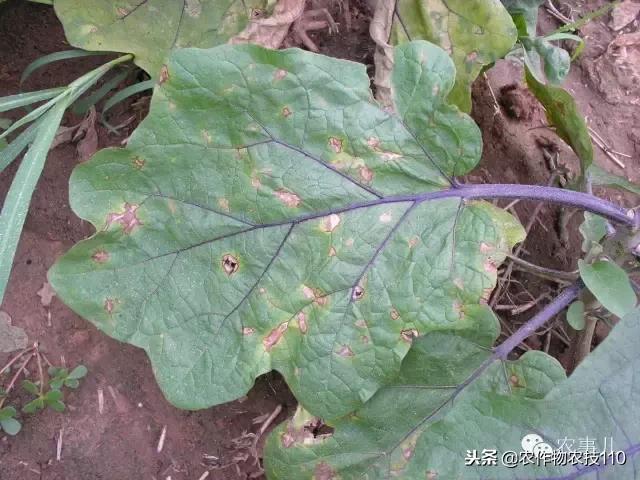 种茄子的六个步骤简短文字,种茄子的基本知识