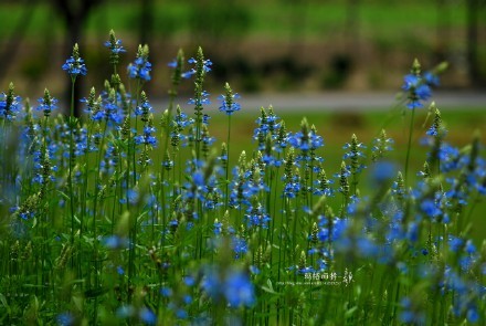西餐常用的十三种香草介绍大全,西餐中常用的15种香料和香草