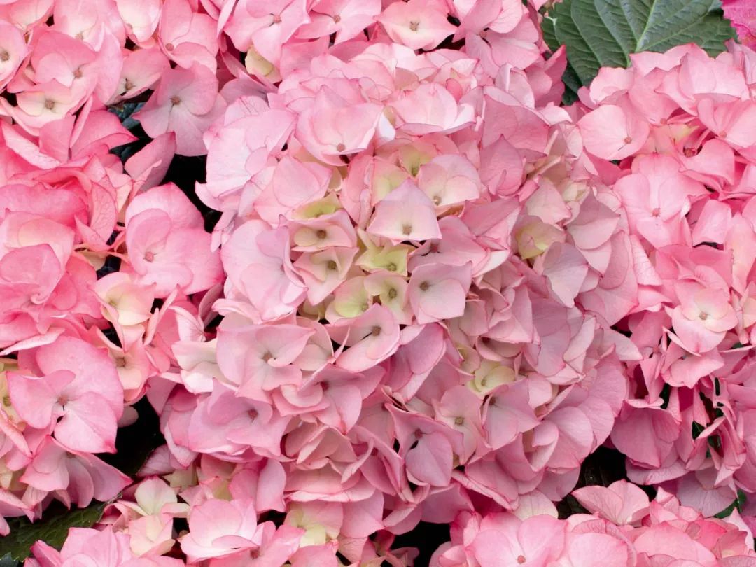 十大顶级绣球品种,最好养的绣球品种