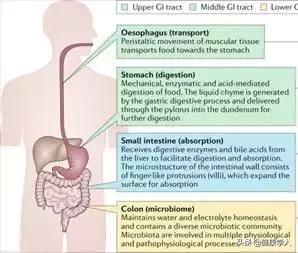 胃肠道疾病早发现:可吞咽设备未来可期