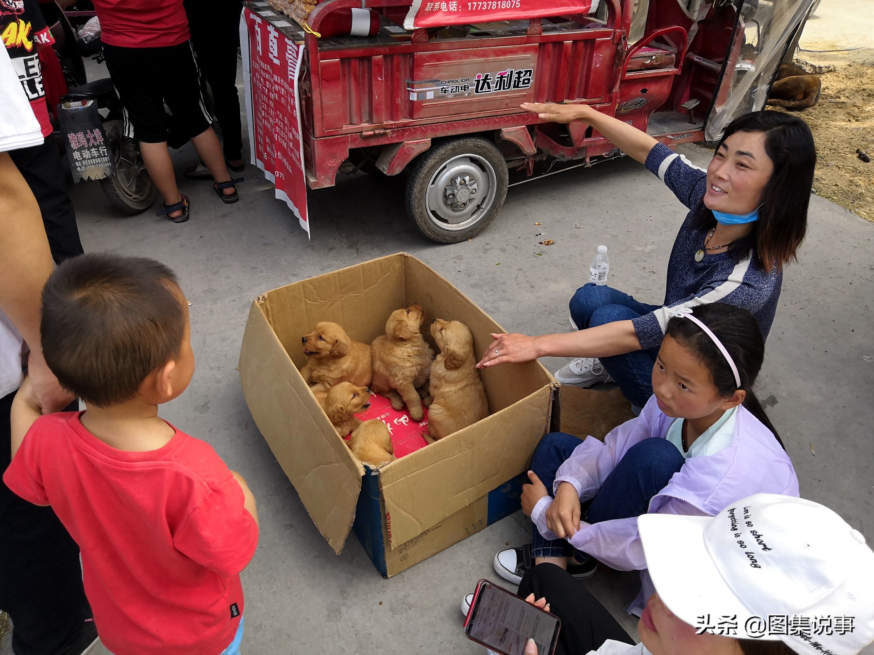 宠物狗市场博美犬真实价格,200元一只博美犬同城购买