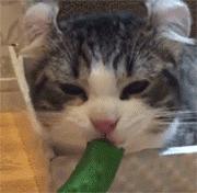 我家猫吞了根针险些丧命，这些东西千万别让猫碰