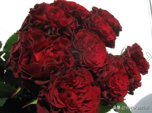 世上有黑色的花吗,世上有黑玫瑰吗